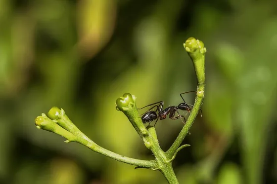 Close-up of an ant on a green flower bud
