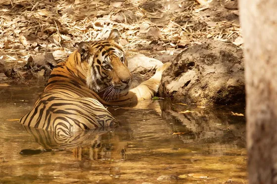 A tiger resting in a shallow pool among dry leaves